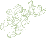 flowers shape 4